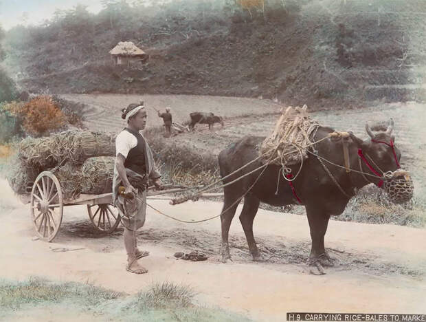 Потрясающие цветные изображения о жизни в Японии 1890-х