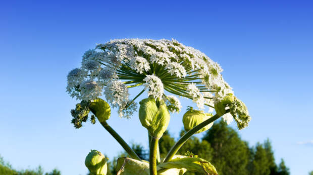Нейросеть "Городовой" поборется с борщевиком Сосновского