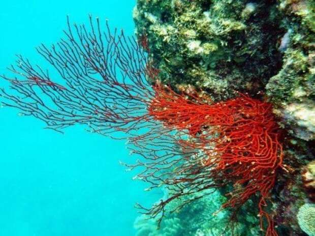 Топ-25: Интересные факты про Большой Барьерный риф, о которых вы захотите услышать