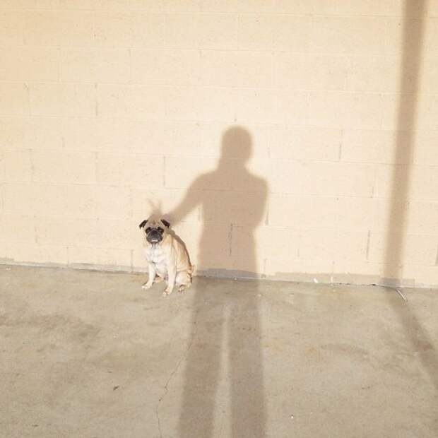 А хозяин то умеет шутить.