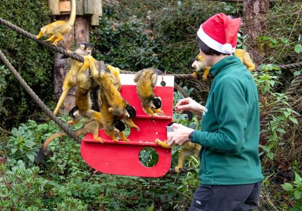Животные в Лондонском зоопарке получили рождественские подарки