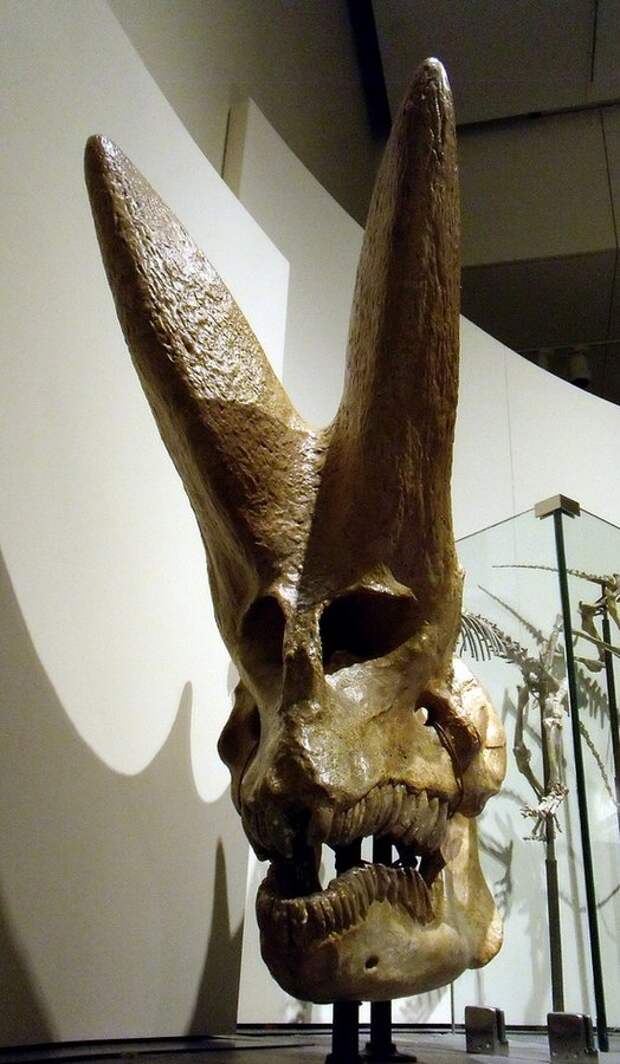 Арсинойтерий: ископаемое существо с фантастическим черепом