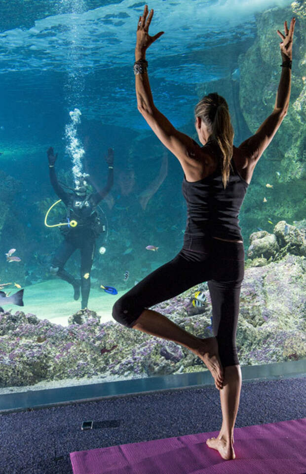 Каждый сходит с ума по-своему: но все в восторге В принципе, если вспомнить, что, например, в Бостоне открыли школу для медитации на лошадях, подводная йога уже не вызывает такого удивления - а почему бы и нет, собственно! Интересное в мире, истории, новости