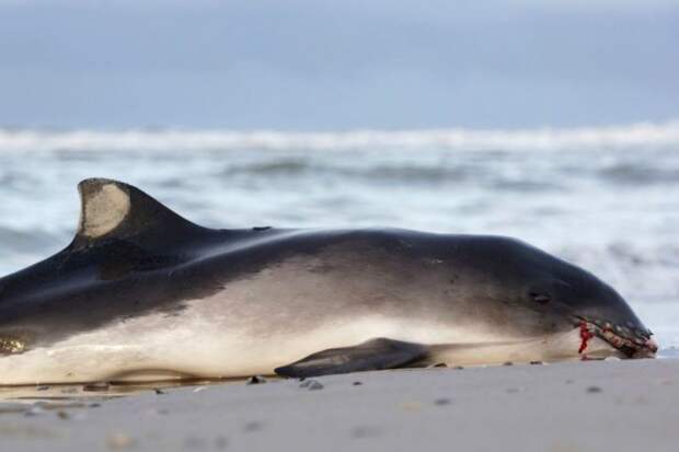 Почему дельфины выбрасываются на берег? 5 возможных причин