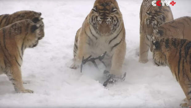 Амурские тигры раскурочили шпионивший за ними квадрокоптер