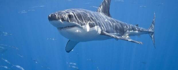 Белые акулы могут выдержать даже содержание тяжелых металлов в крови