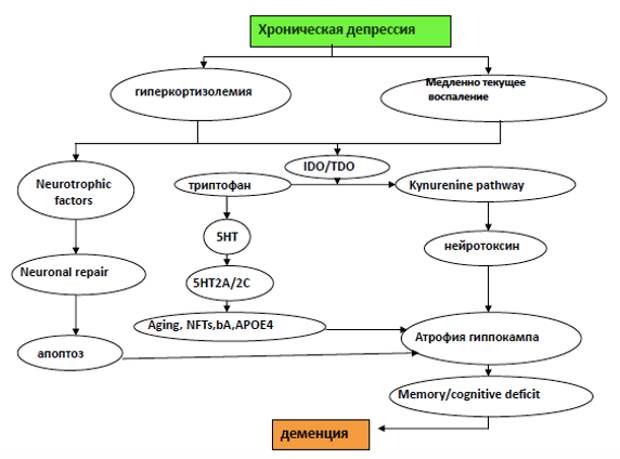 Возможные общие механизмы патогенеза хронической депрессии и деменции