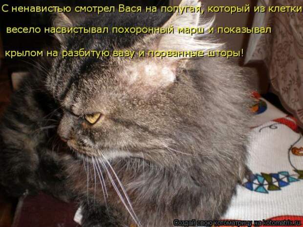 Лучшие котоматрицы недели (50 фото)