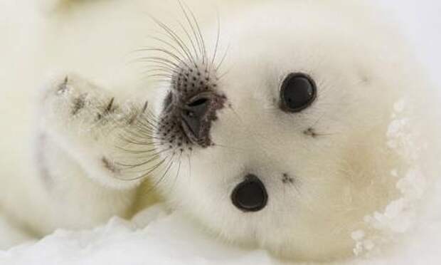 Детеныш тюленя. Маленький тюлень. Белек — детеныш тюленя