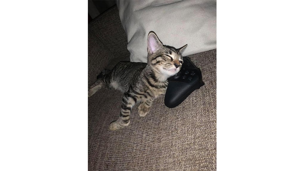 Котенок
