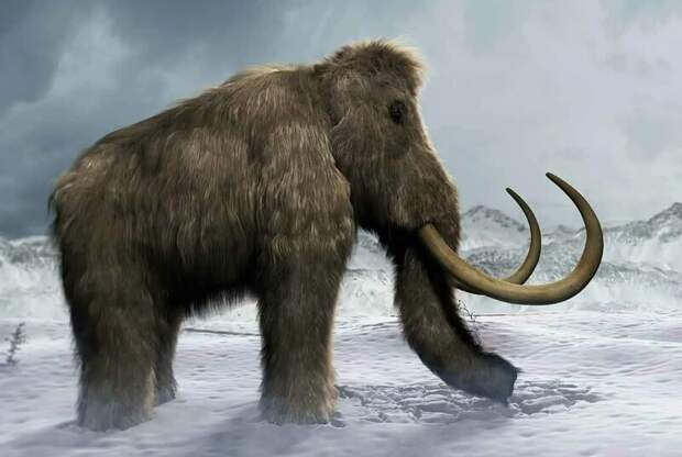 В Австрии были найдены останки трех мамонтов, живших десятки тысяч лет назад