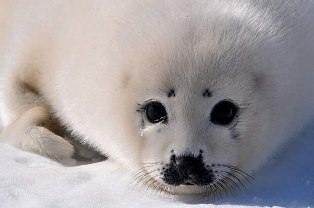 Гренландский тюлень - Фото и статья