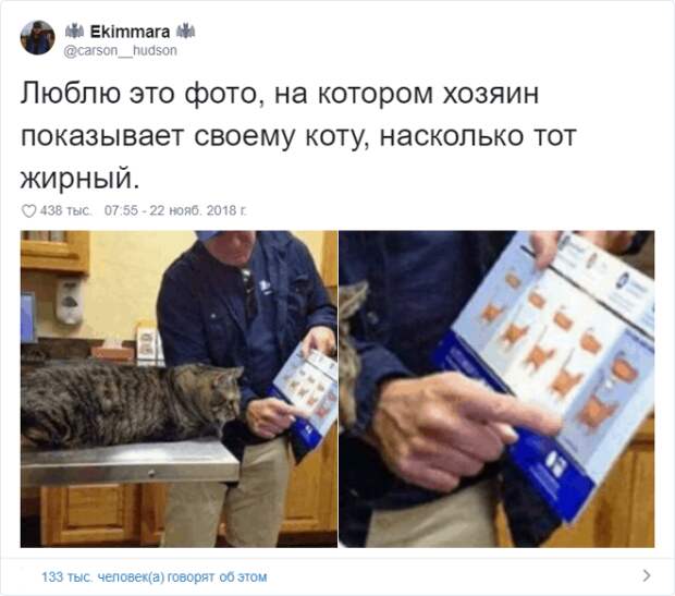 17 случаев когда люди использовали фотокамеру во имя самого святого котов