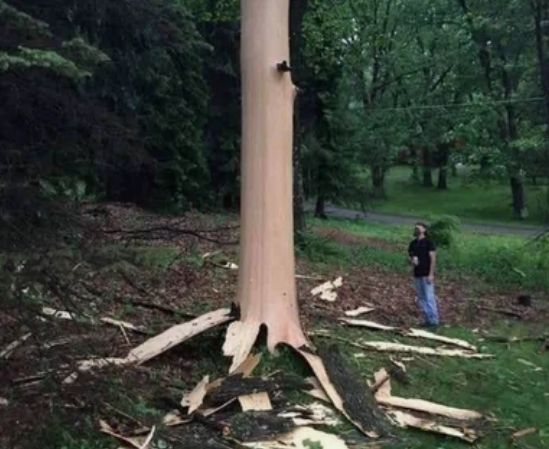 молния, дерево