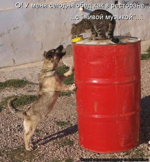 Лучшие котоматрицы недели (50 фото)