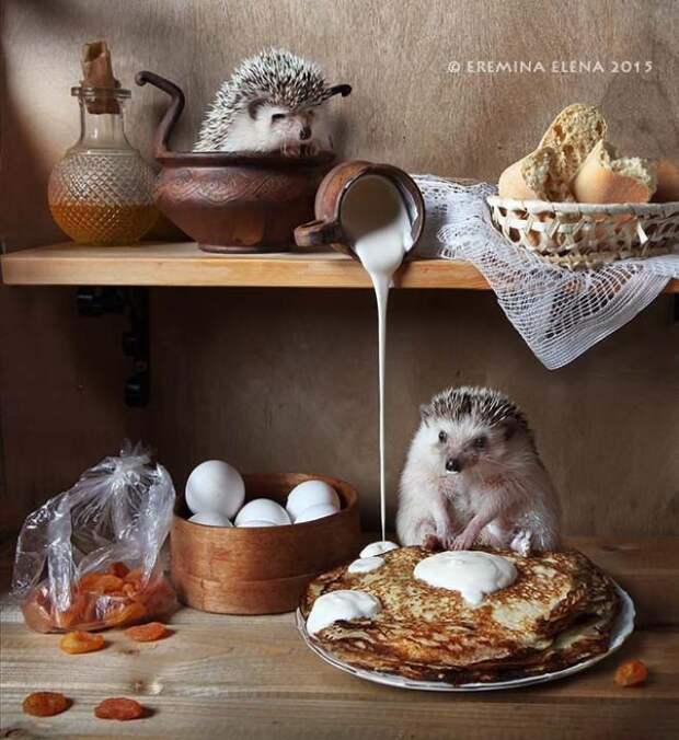 Тайная жизнь домашних ежиков Тайная жизнь домашних ежиков