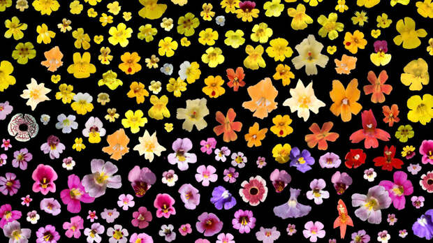 MonkeyFlower_horzWEB.jpg MonkeyFlower_horzWEB.jpg