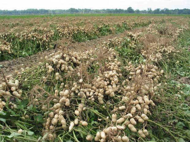 Малоизвестные факты о привычных продуктах