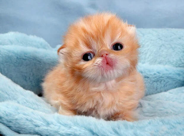 20 самых милых котят, на которых приятно посмотреть