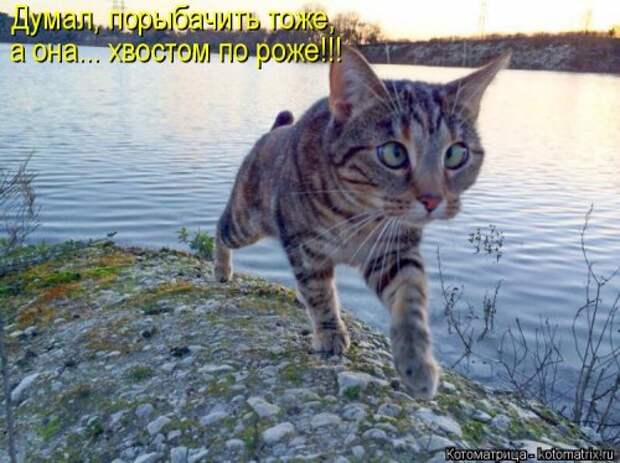 Свежий сборник котоматриц (34 шт)