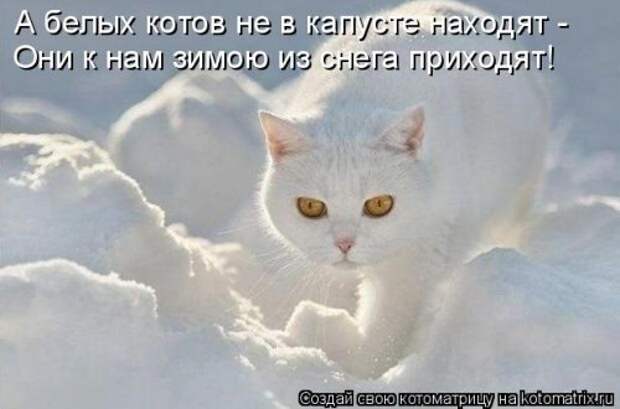 Свежая котоматрица на Бугаге (27 фото)