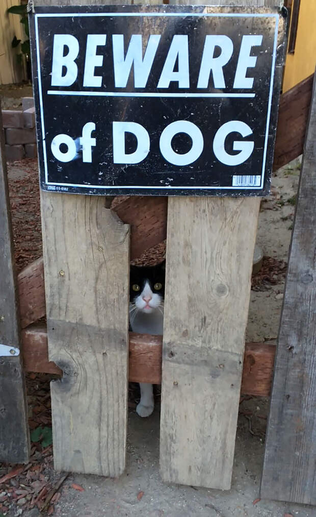 beware-of-the-dog-4-57ee55926c554__605