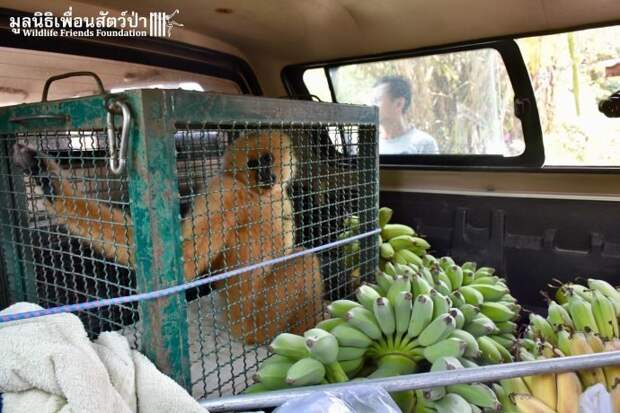 Золотистый ребёнок жил в мешке мусора 10 лет! Его владельцы вызвали спасателей от отчаяния животные, история, спасение