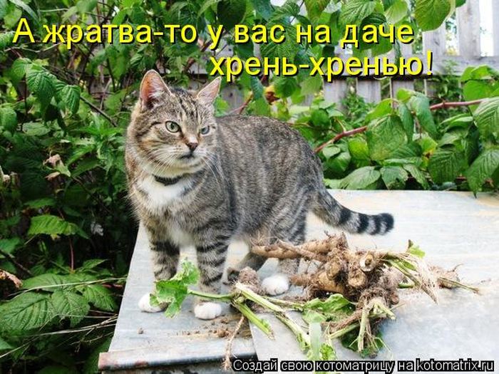 Мысли вслух :)