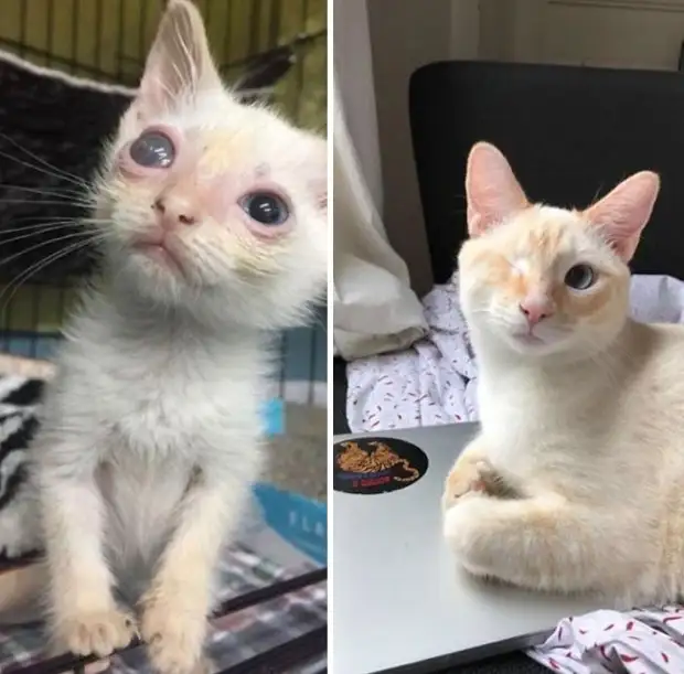 Подобранные на улице коты на снимках: до и после