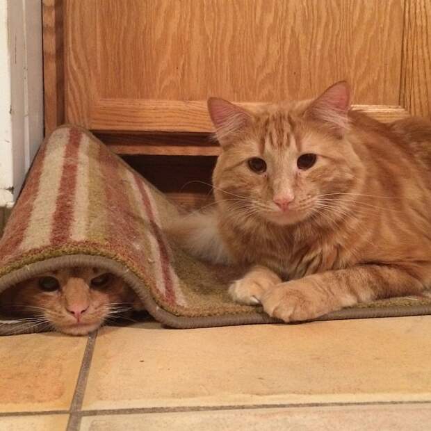 кот воспитывает котенка который на него похож