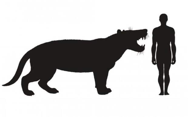Открыт новый вид древних «кошек», которые были крупнее белых медведей