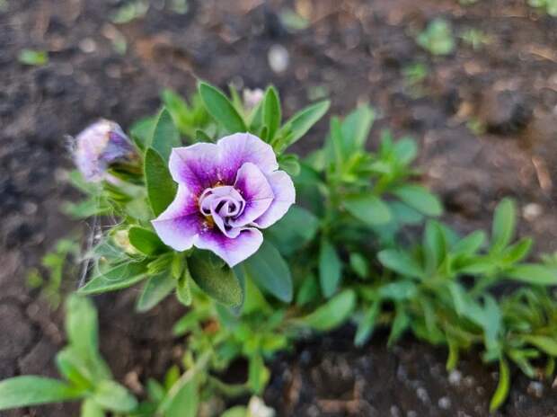 Калибрахоа хороши, но растут медленно очень...