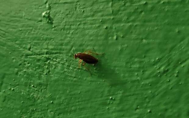 В Дядьковской школе проведут дезинфекцию после жалобы на тараканов