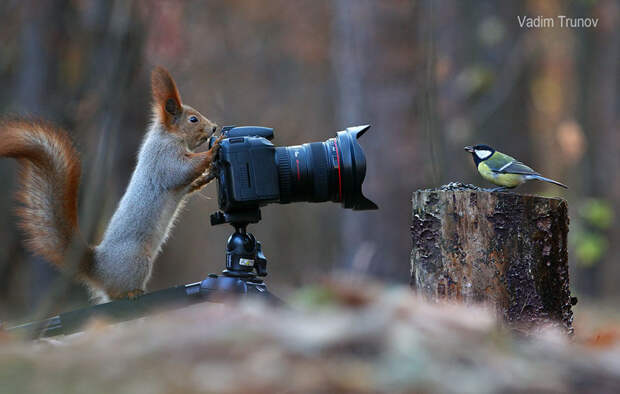 squirrel-photography-russia-vadim-trunov-2