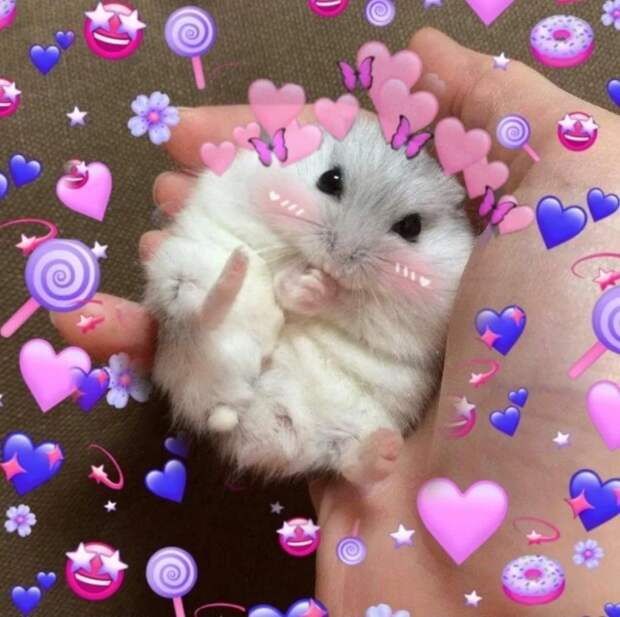 Хомячок с сердечком