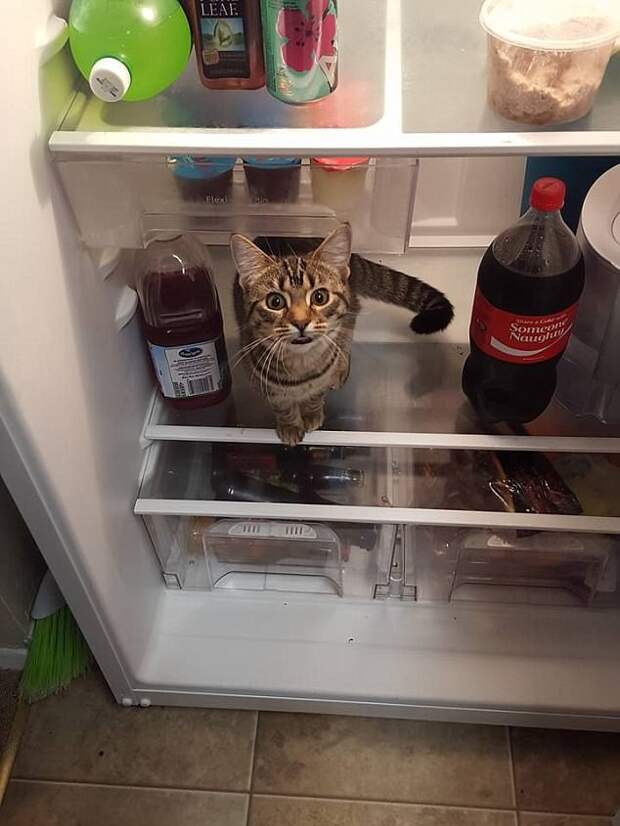 Лучшее место для кота! животные, коты, смешно, фото