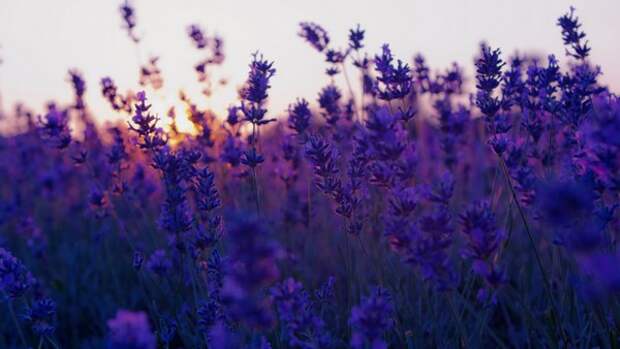 lavender-sunset