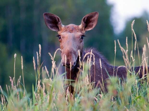 natgeo06 Лучшие фотографии National Geographic за сентябрь