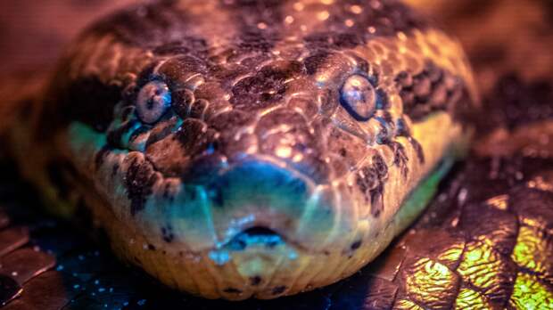 green anaconda snake