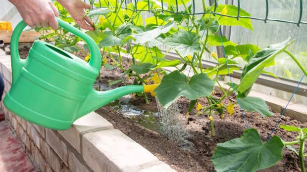 Как поливать огурцы и томаты: главные правила и советы экспертов