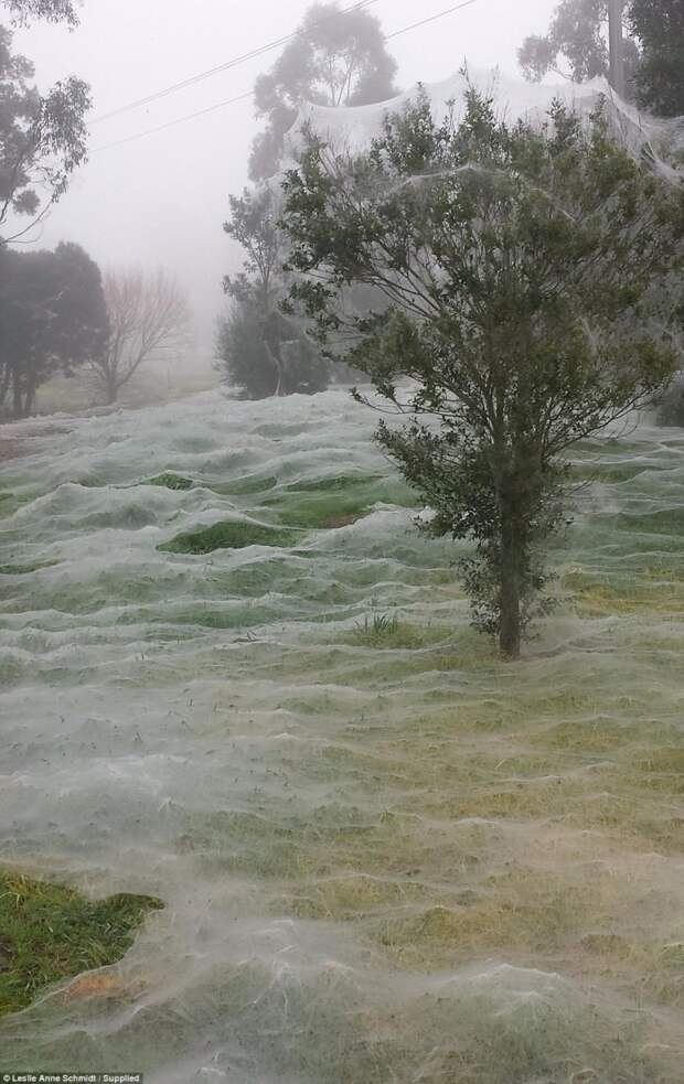 В Австралии гигантская стая пауков захватила парк, спасаясь от наводнения австралия, пауки, ужасы