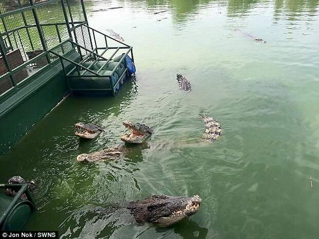 Не хотите ли поплавать? Фото китайских туристов, кормящих крокодилов на хлипком плоту, взорвало Сеть китай, крокодилы, таиланд, туристы