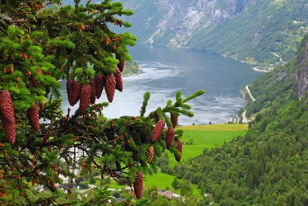 fjords28 fjords28 Самые красивые фьорды Норвегии