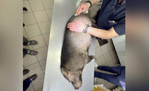 В Кунцевской ветклинике Москвы спасли минипига Элвиса, вживив в лапу металлоконструкцию