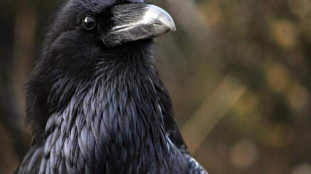 Интересные факты о воронах: описание, характеристики и фото