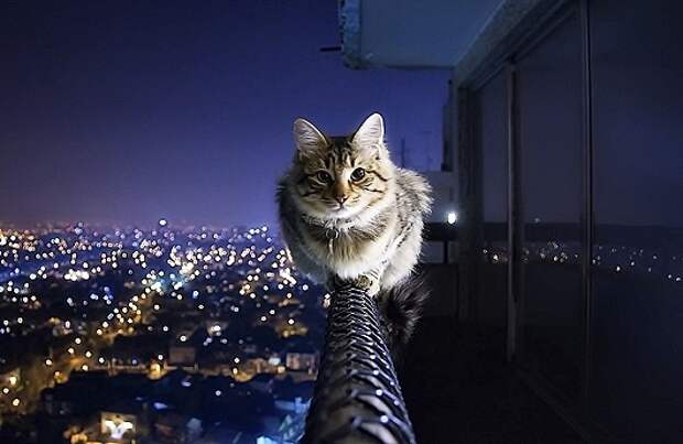 iz_cat4