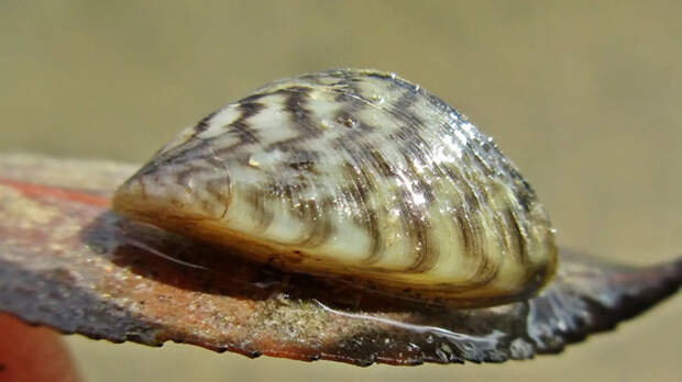 Dreissena polymorpha Dreissena polymorpha - РИА Новости, 1920, 09.03.2021