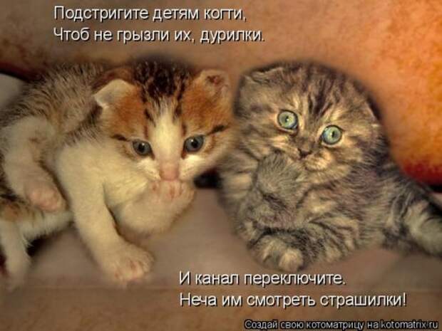 Свежая котоматрица для всех (38 фото)