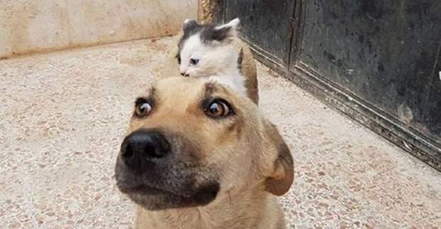 Трогательная дружба котенка — сироты с собакой, потерявшей щенков