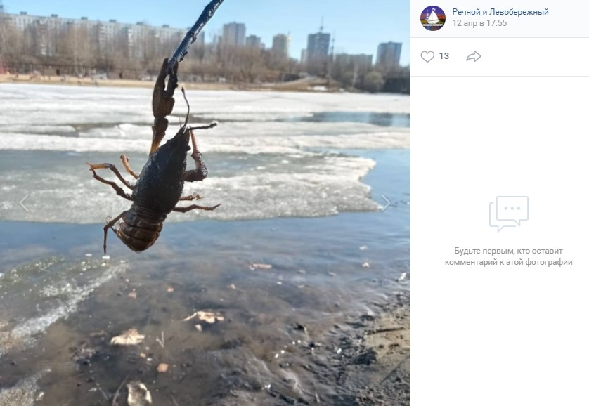 Фото дня: на Химкинском водохранилище оживились раки